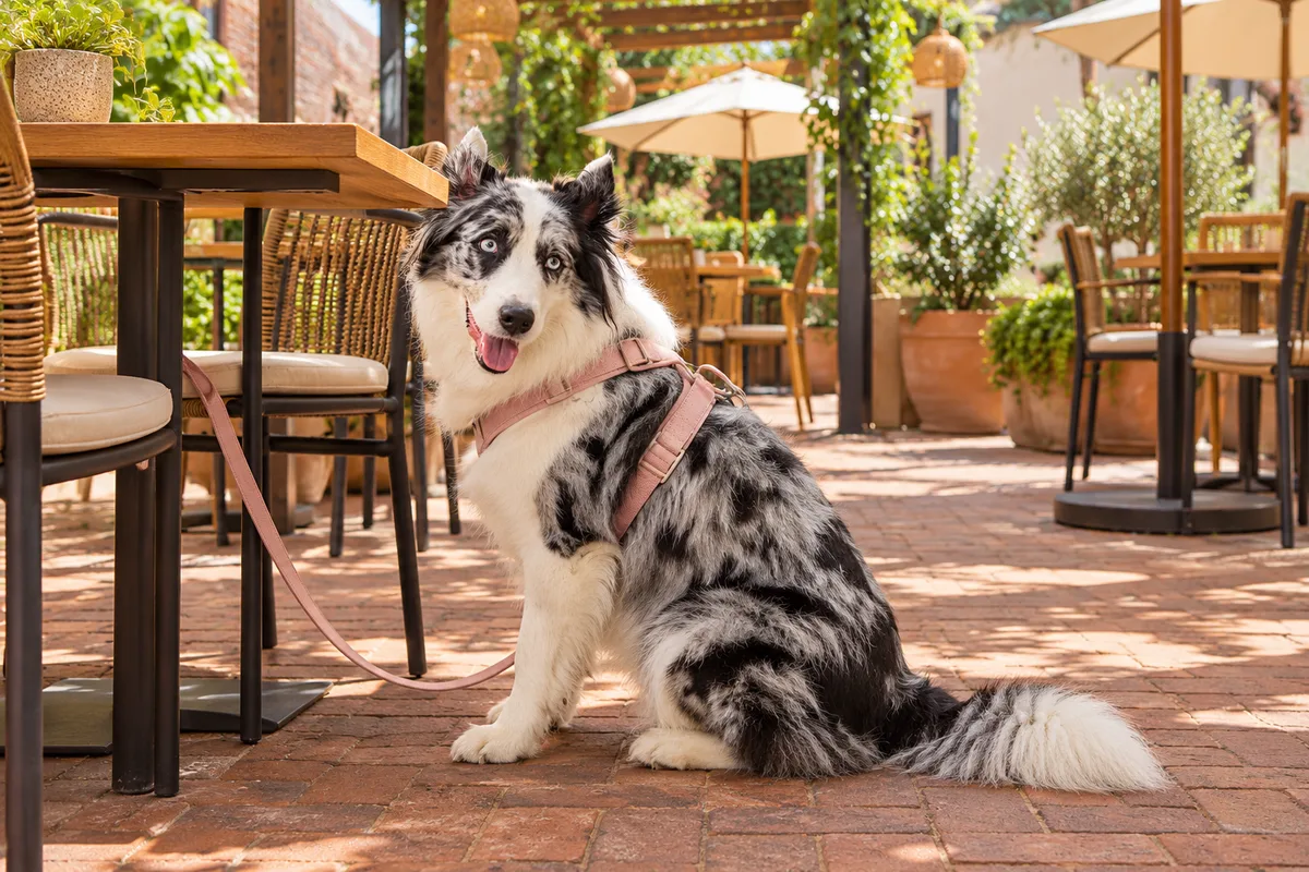 Recreación con IA de Avena, border collie blue merle, en una escena de restaurante para la ficha de La Flor y Nata.