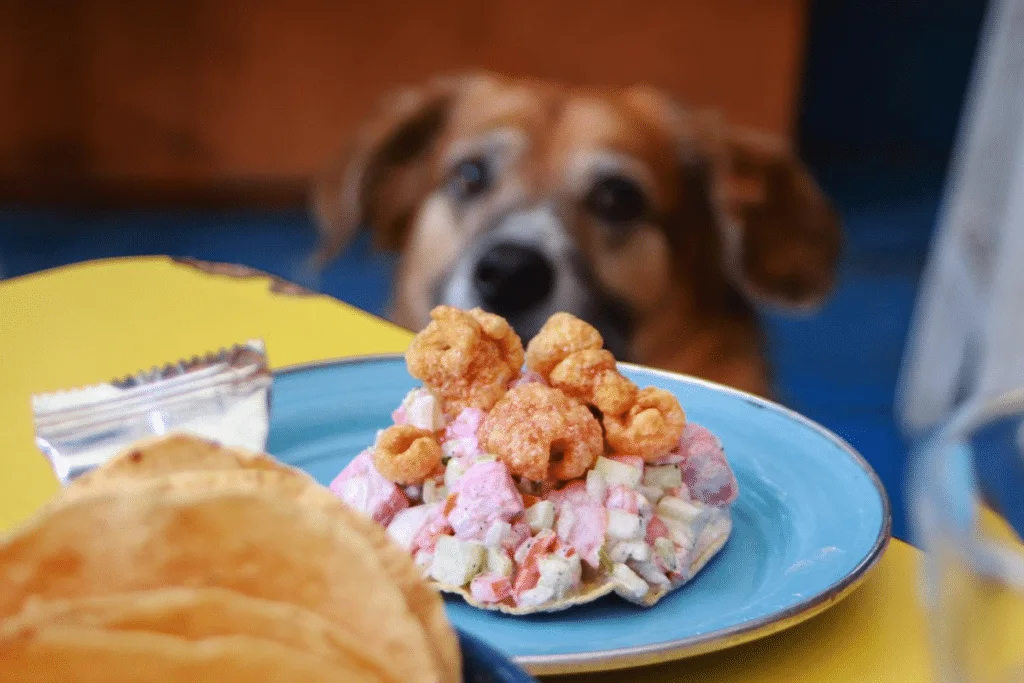 Tostada en plato azul con un perro desenfocado al fondo, en una foto de La Panga del Impostor.